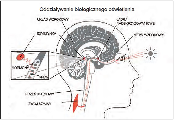 schemat1